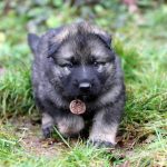 Femelle gris argenté charbonné collier rose