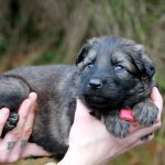 Femelle gris argenté charbonné collier rouge