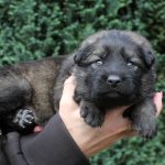 Femelle gris argenté charbonné collier rouge