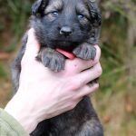 Femelle gris argenté charbonné collier rouge