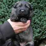 Femelle gris argenté charbonné collier rouge