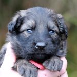 Femelle gris argenté charbonné collier rouge