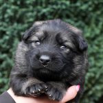 Femelle gris argenté charbonné collier rouge