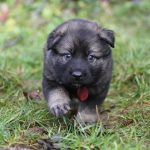Femelle gris argenté charbonné collier rouge