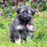 Femelle gris argenté charbonné collier rouge