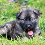 Femelle gris argenté charbonné collier rouge