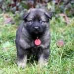 Femelle gris argenté charbonné collier rouge