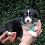 Femelle noire tricolore collier turquoise