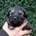 Femelle gris argenté charbonné collier turquoise