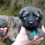 Femelle gris argenté charbonné collier turquoise