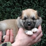 Femelle fauve et blanc collier turquoise