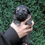 Femelle gris argenté charbonné collier turquoise