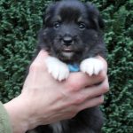 Femelle noire tricolore collier turquoise