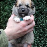 Femelle fauve et blanc collier turquoise