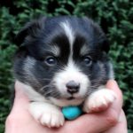 Femelle noire tricolore collier turquoise