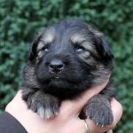 Femelle gris argenté charbonné collier turquoise