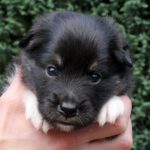 Femelle noire tricolore collier turquoise