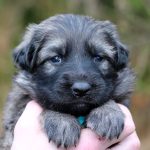 Femelle gris argenté charbonné collier turquoise