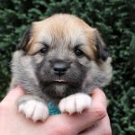 Femelle fauve et blanc collier turquoise