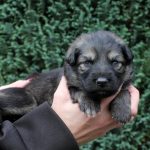 Femelle gris argenté charbonné collier turquoise