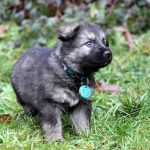 Femelle gris argenté charbonné collier turquoise