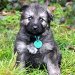 Femelle gris argenté charbonné collier turquoise