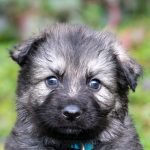 Femelle gris argenté charbonné collier turquoise