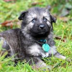 Femelle gris argenté charbonné collier turquoise