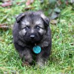 Femelle gris argenté charbonné collier turquoise