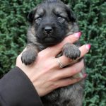 Femelle gris argenté charbonné collier vert