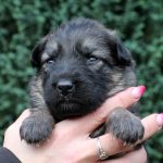 Femelle gris argenté charbonné collier vert