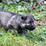 Femelle gris argenté charbonné collier vert