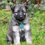 Femelle gris argenté charbonné collier vert