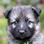 Femelle gris argenté charbonné collier vert