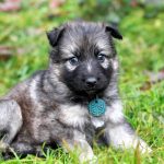 Femelle gris argenté charbonné collier vert