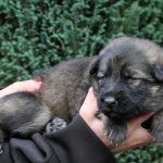 Femelle gris argenté charbonné collier violet