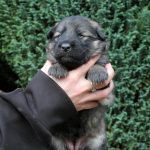 Femelle gris argenté charbonné collier violet