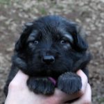 Femelle gris argenté charbonné collier violet