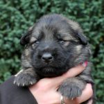 Femelle gris argenté charbonné collier violet