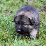Femelle gris argenté charbonné collier violet
