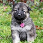 Femelle gris argenté charbonné collier violet