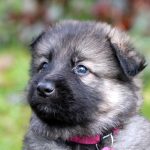 Femelle gris argenté charbonné collier violet