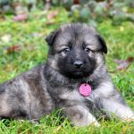 Femelle gris argenté charbonné collier violet