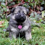 Femelle gris argenté charbonné collier violet
