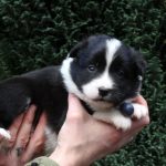 Mâle noir tricolore collier bleu