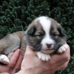 Mâle fauve et blanc collier bleu