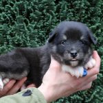 Mâle noir tricolore collier bleu