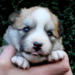 Mâle fauve et blanc collier bleu