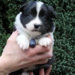 Mâle noir tricolore collier bleu