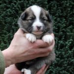 Mâle fauve et blanc collier bleu